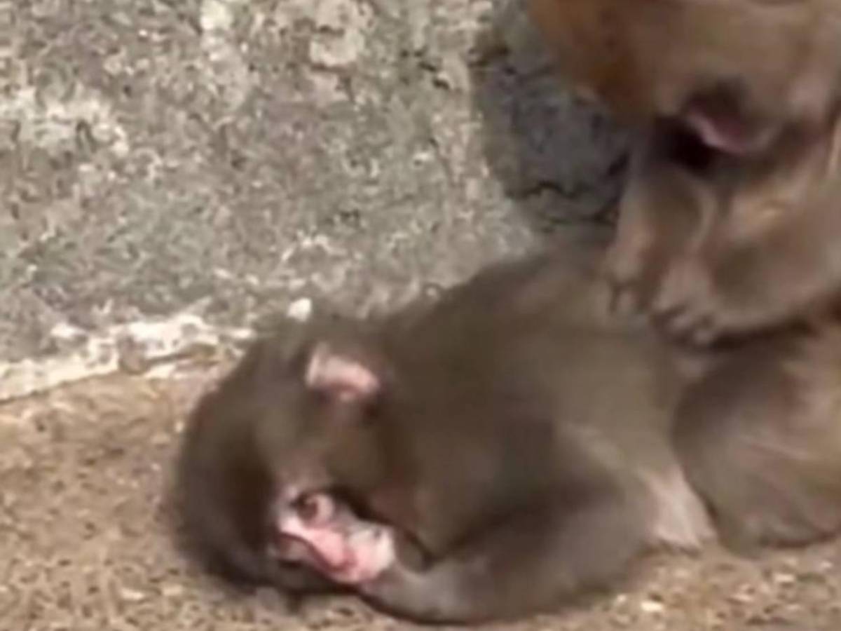 Estado actual de Punch: avances, rechazos y esperanza en la manada