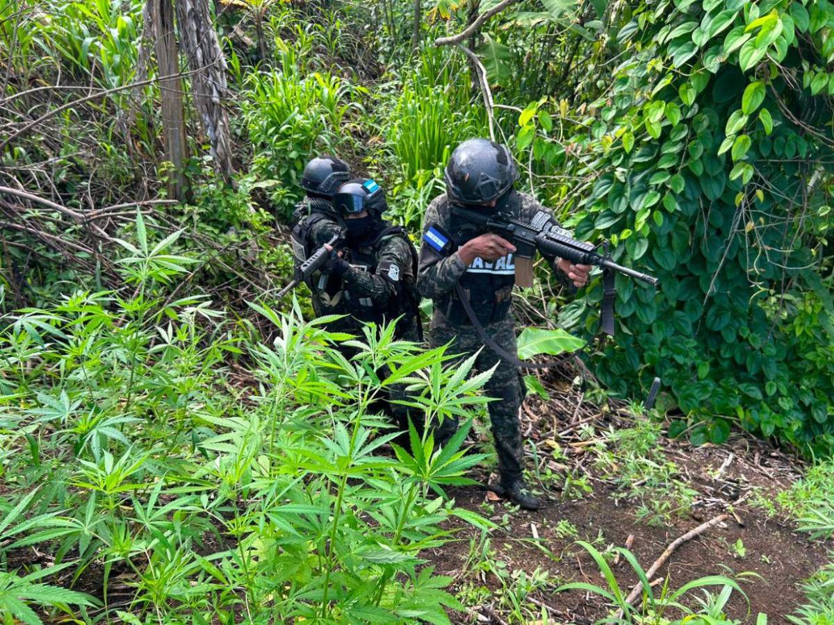 En fotos: así fue el aseguramiento de dos plantaciones de supuesta marihuana en Colón