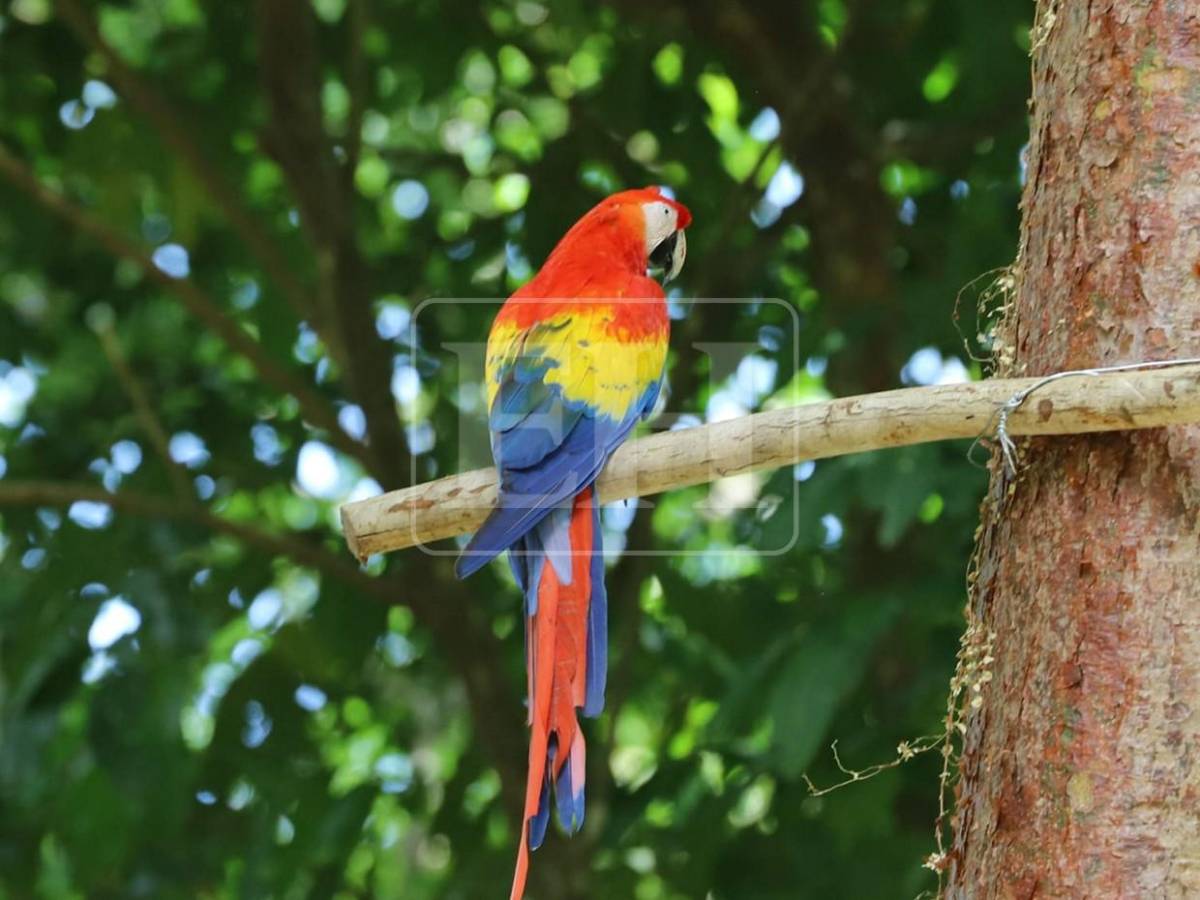 Siete Ara macaos más vuelan libres en cuenca del Río Cangrejal