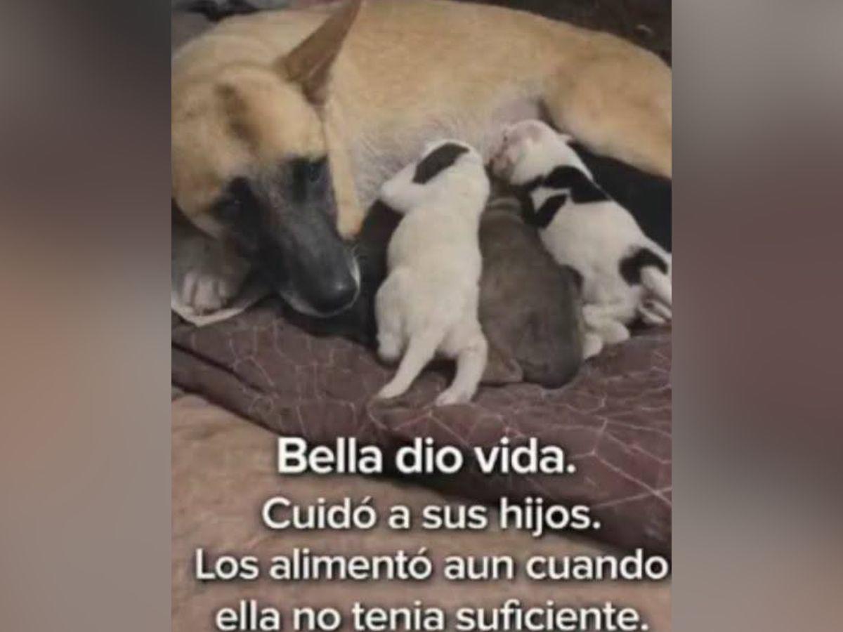 Bella, la perrita que habría sido asesinada al comer vidrio molido en la UNAH