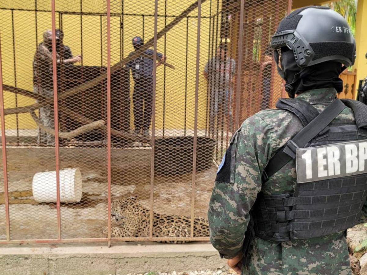 Así fue el rescate de jaguar y otras especies exóticas en cautiverio en Olancho
