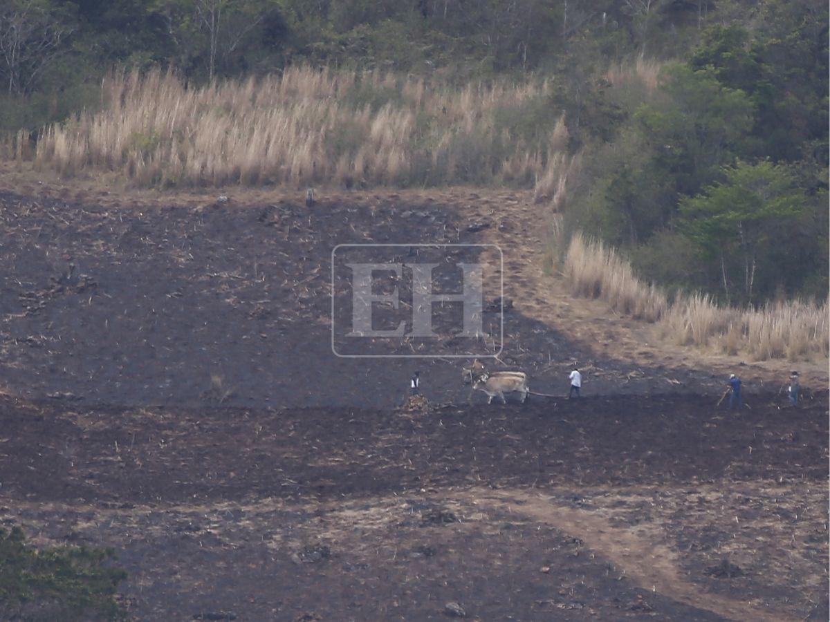 Honduras pierdió 900 mil hectáreas de bosque: Lepaterique entre las zonas más afectadas