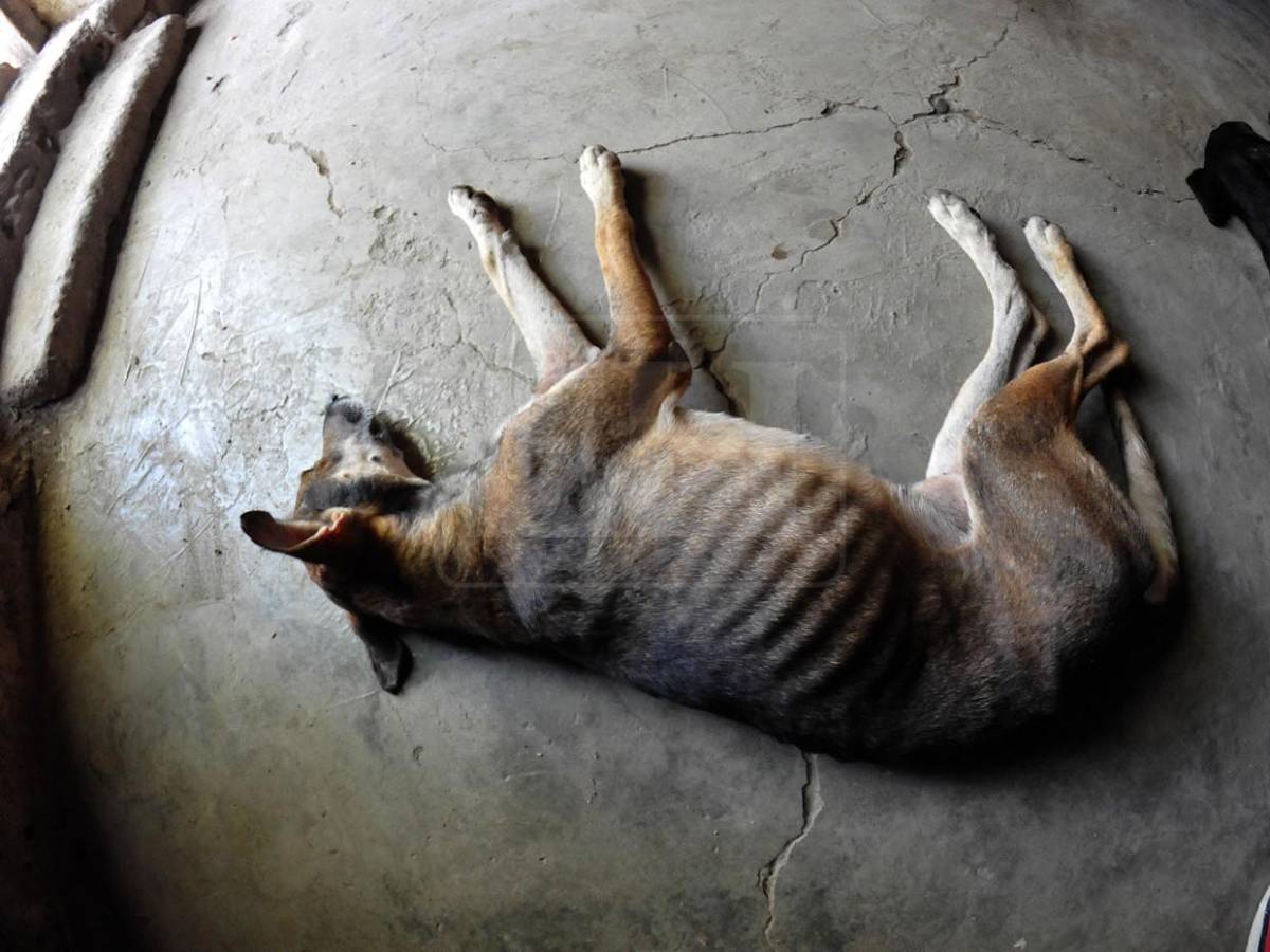 La ayuda también los abarcó: mascotas reciben alimento en el Corredor Seco