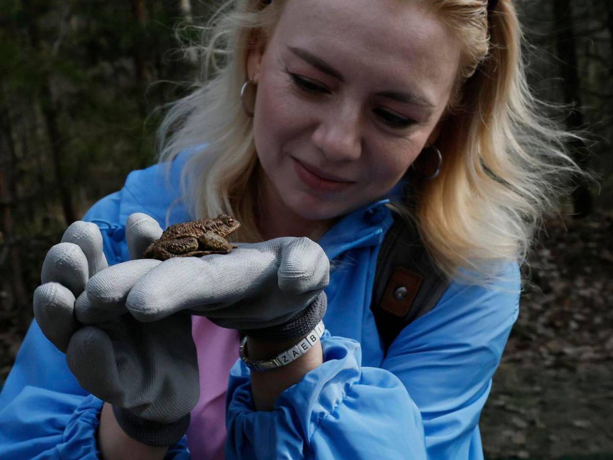 ¡Paso a los anfibios!: San Petersburgo ayuda a las ranas en su migración