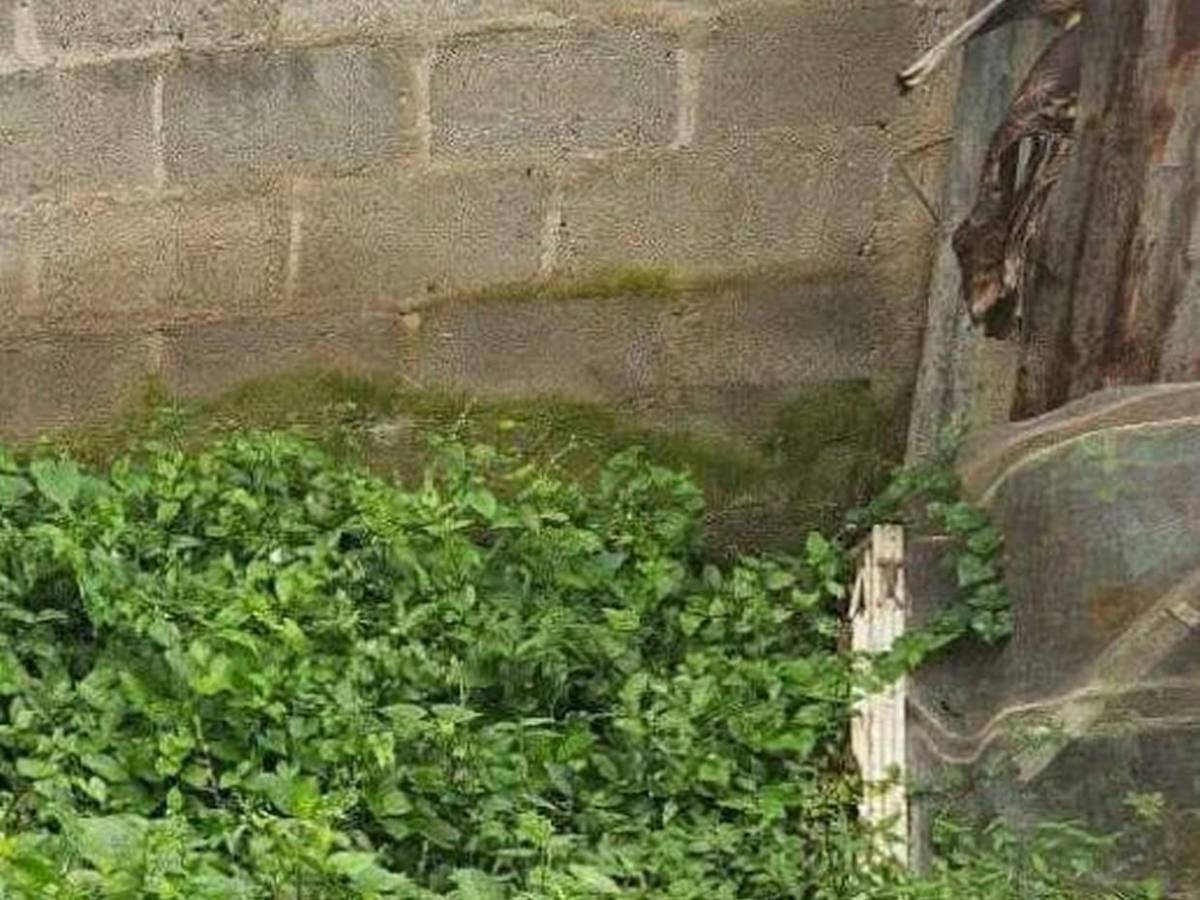 “Escucharon un grito de la menor”: lo que se sabe del crimen de Nicol Sarahí Villeda Velásquez “Escucharon un grito de la menor”: lo que se sabe del crimen de Nicol Sarahí Villeda Velásquez