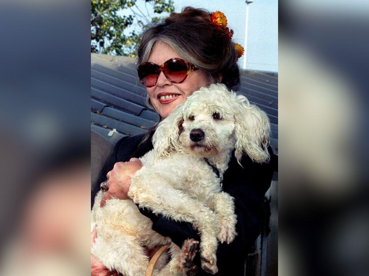 Antes y después de Brigitte Bardot: del ícono del cine a defensora de los animales