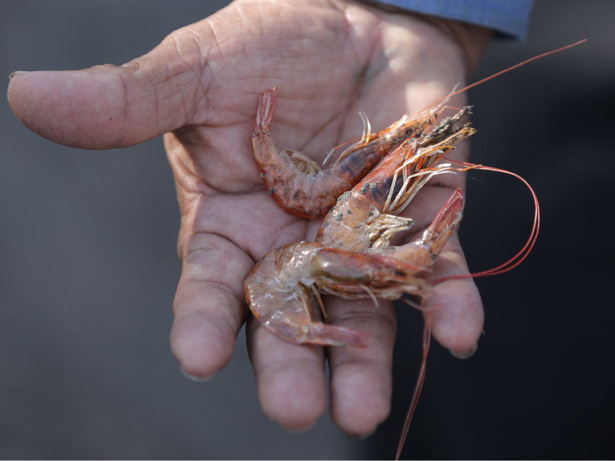 $!La falta de mercado a nivel internacional para comercializar el camarón de Honduras (Taiwán y México ya no compran) están dejando millonarias pérdidas.