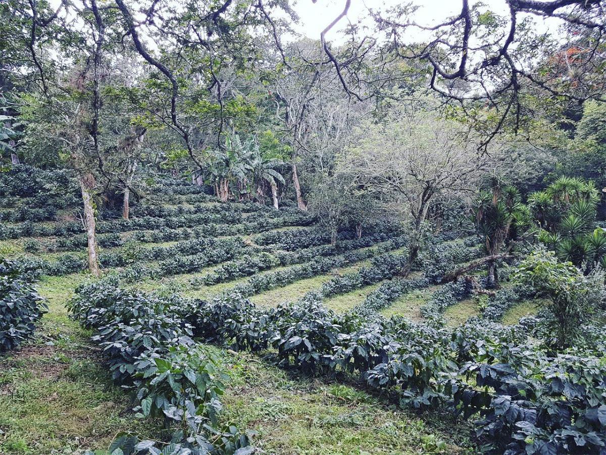 <i>Recorrido educativo por las estaciones de procesamiento del café en Seis Valles, evidenciando su compromiso con la calidad y sostenibilidad.</i>