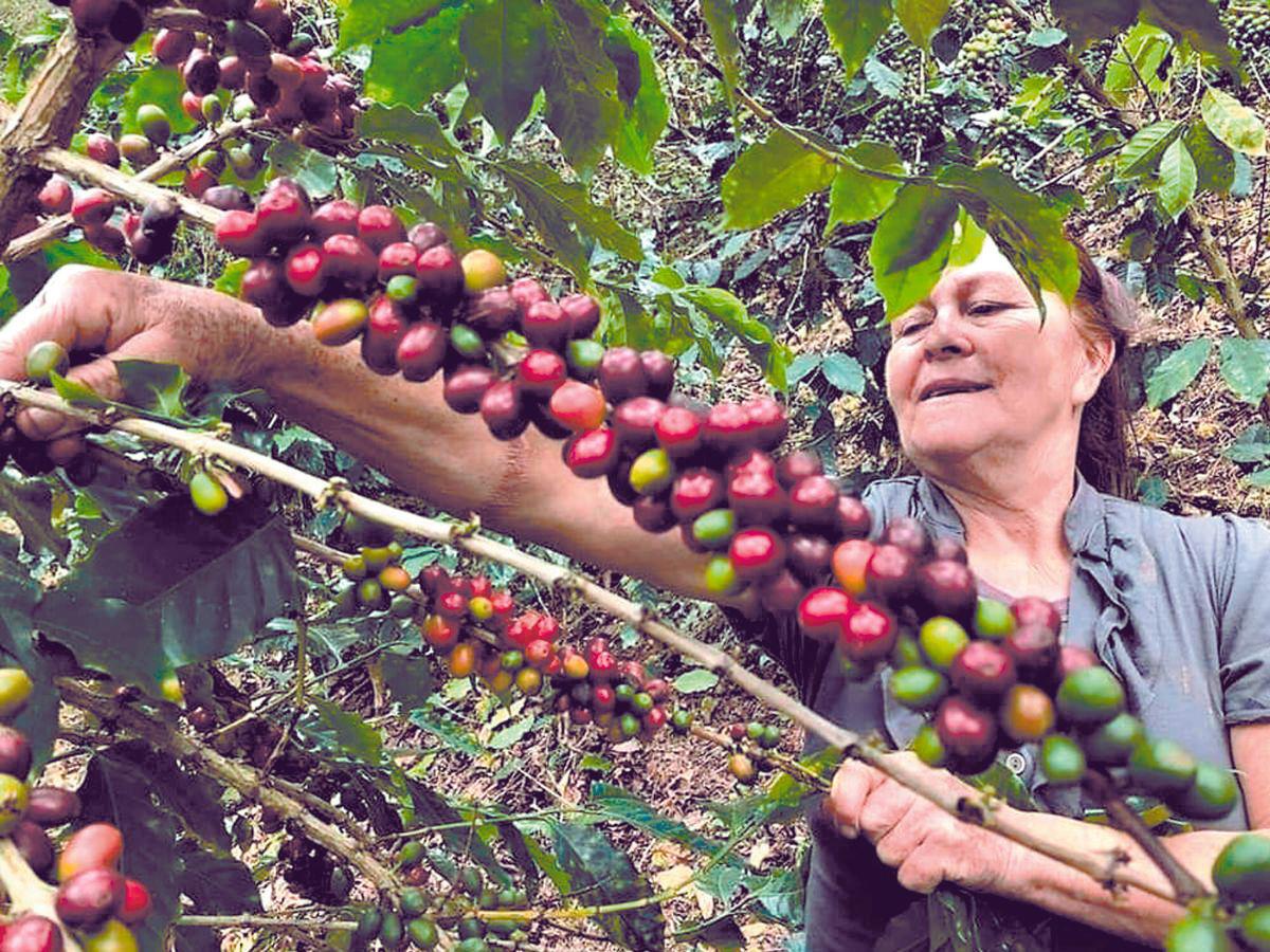 Cosecha cafetalera de 2023-2024 dejó mayor exportación y divisas en Honduras