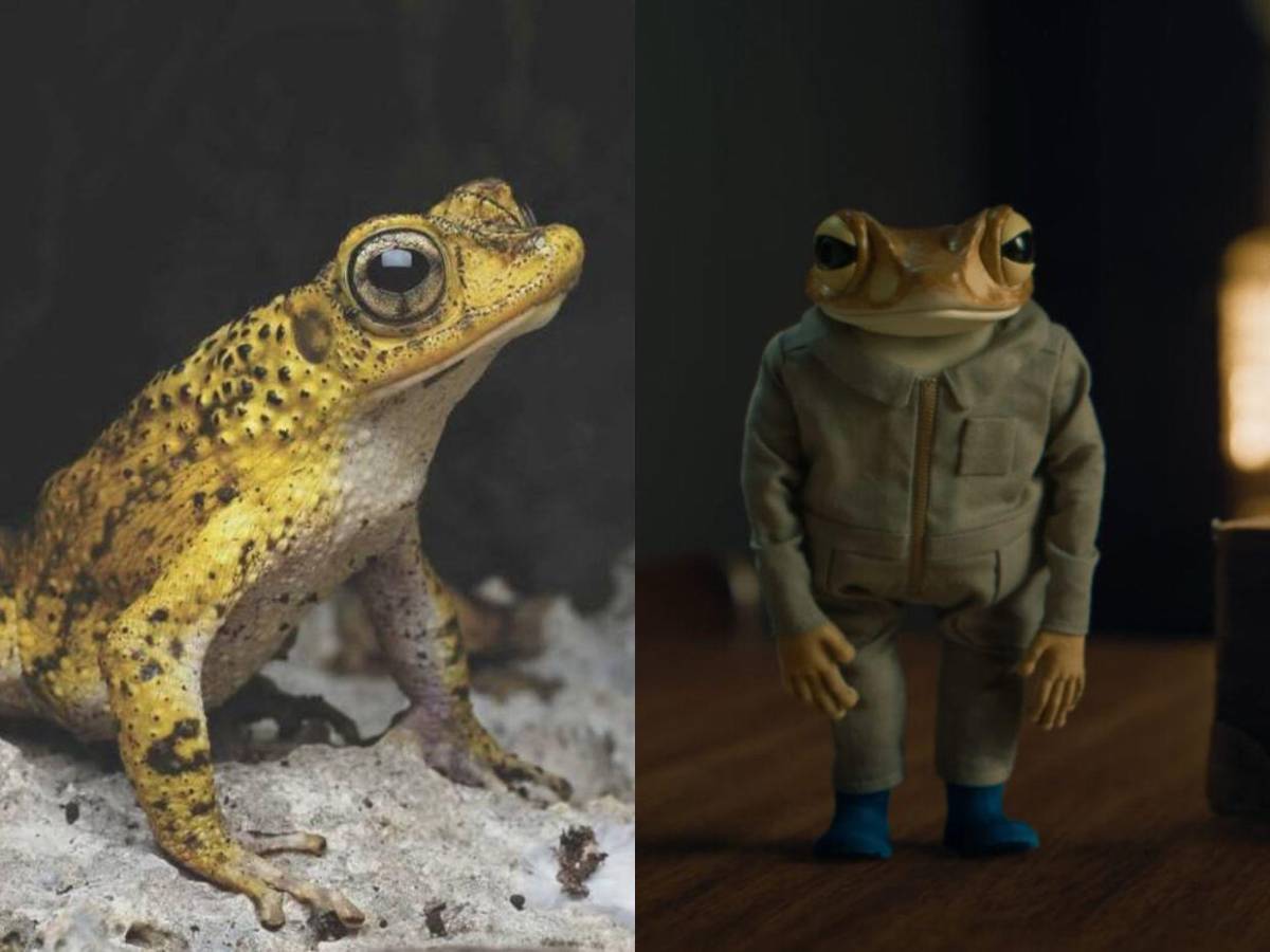 Bad Bunny convierte al sapo Concho puertorriqueño en símbolo de su nuevo álbum