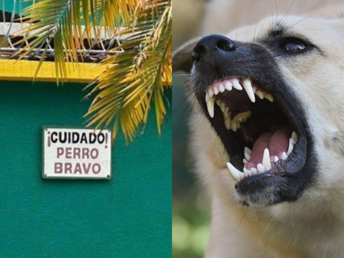 Violento ataque de perros en La Ceiba: Primero atacaron a la esposa, ahora lo matan a él: