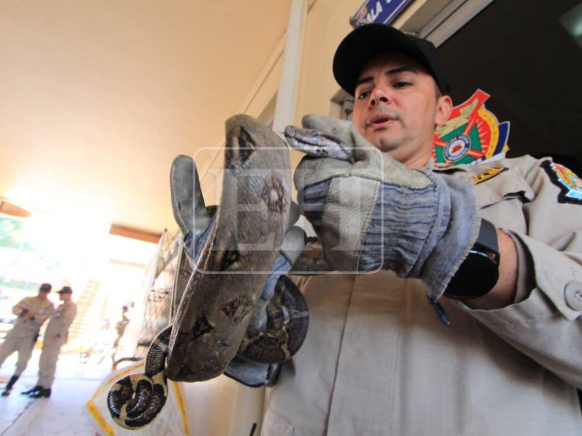 Salió de la aduana de EE UU y llegó a yonker de El Carrizal: Boa será liberada en el Cerro Juana Laínez