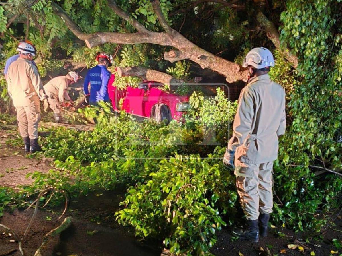 Denuncias no evitaron caída de árbol que dañó cuatro vehículos en la Kennedy
