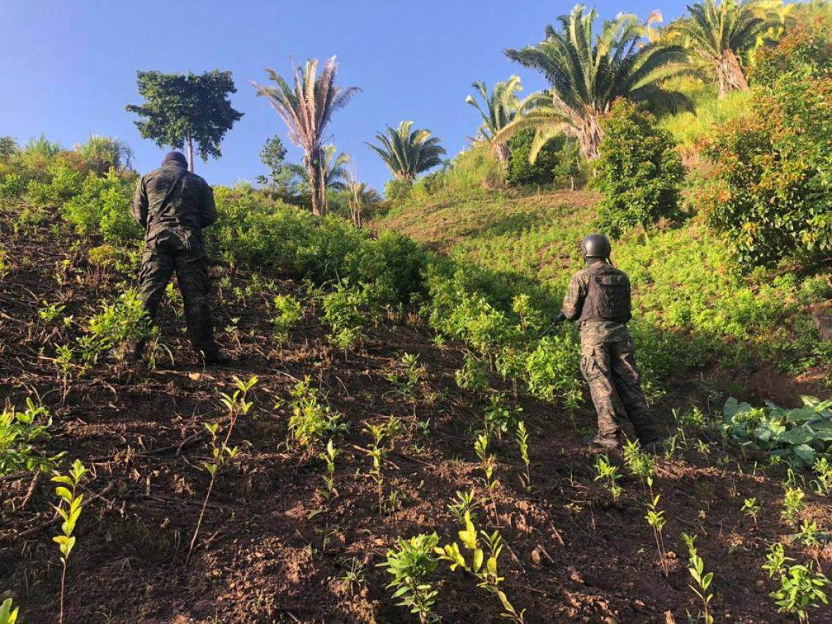 Aseguran plantación con alrededor de 4,000 plantas de coca en zona montañosa de Colón