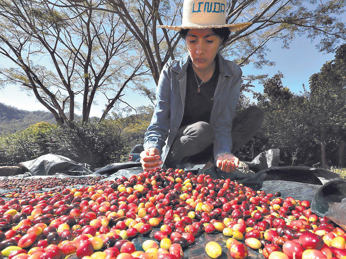 La caficultura captó en el último trimestre del año pasado inversión extranjera por concepto de anticipos por la exportación de café de empresas torrefactoras.