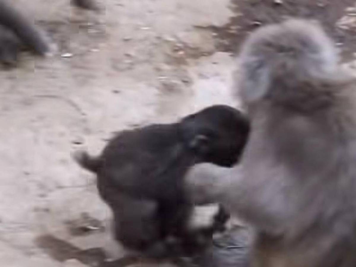 Punch, el mono del peluche, encuentra amigos y aceptación en su manada