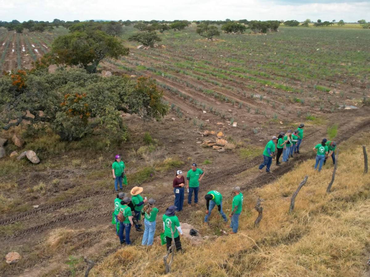 Jalisco reforesta sus bosques tras expansión de cultivos de agave para producir tequila