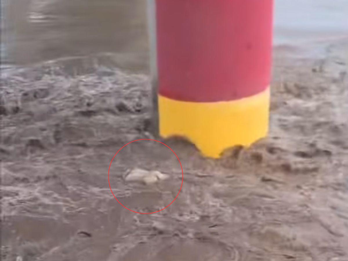 Arrastrado y golpeado por la corriente: así fue hallado un cadáver flotando en el río Ulúa