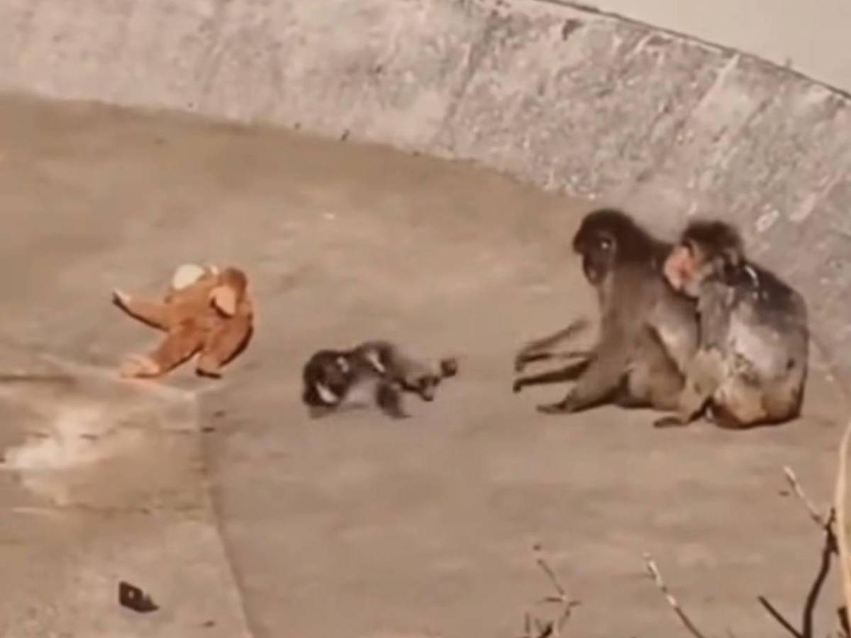 Punch, el mono del peluche, encuentra amigos y aceptación en su manada