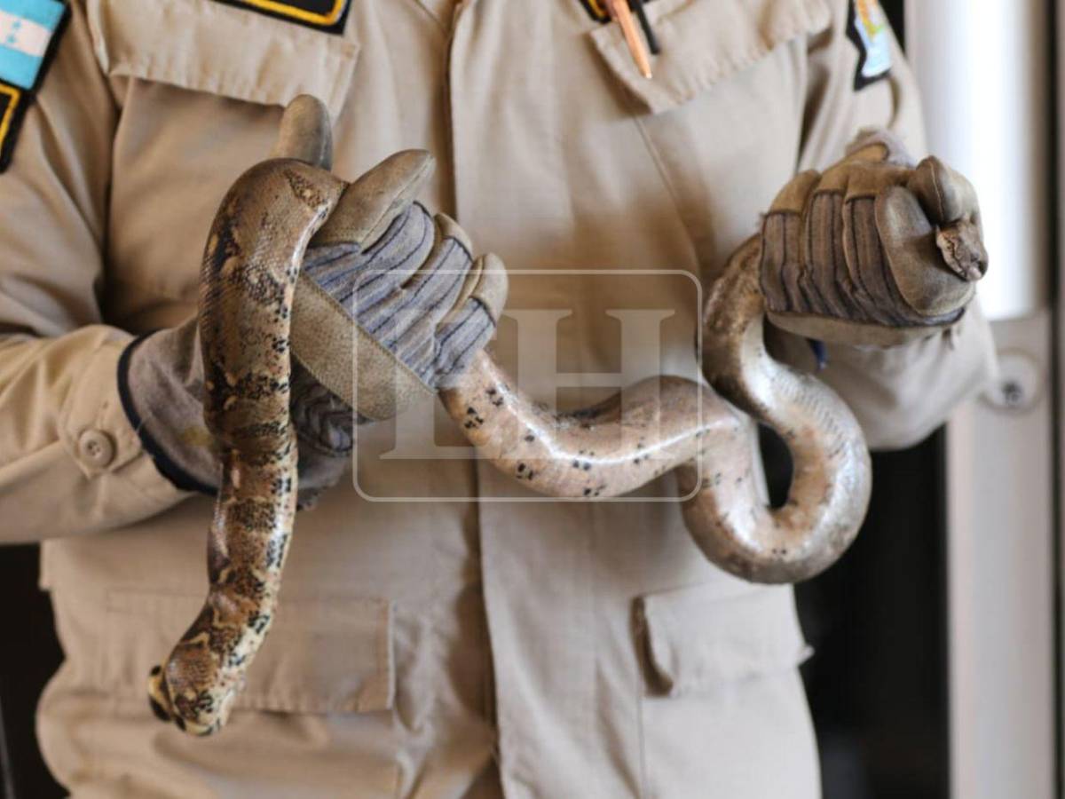 Salió de la aduana de EE UU y llegó a yonker de El Carrizal: Boa será liberada en el Cerro Juana Laínez