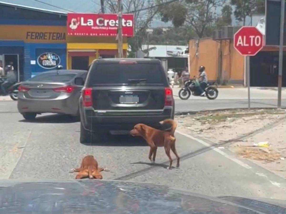 Pido disculpas: hombre explica que pasó con el perro que iba arrastrando en Choloma
