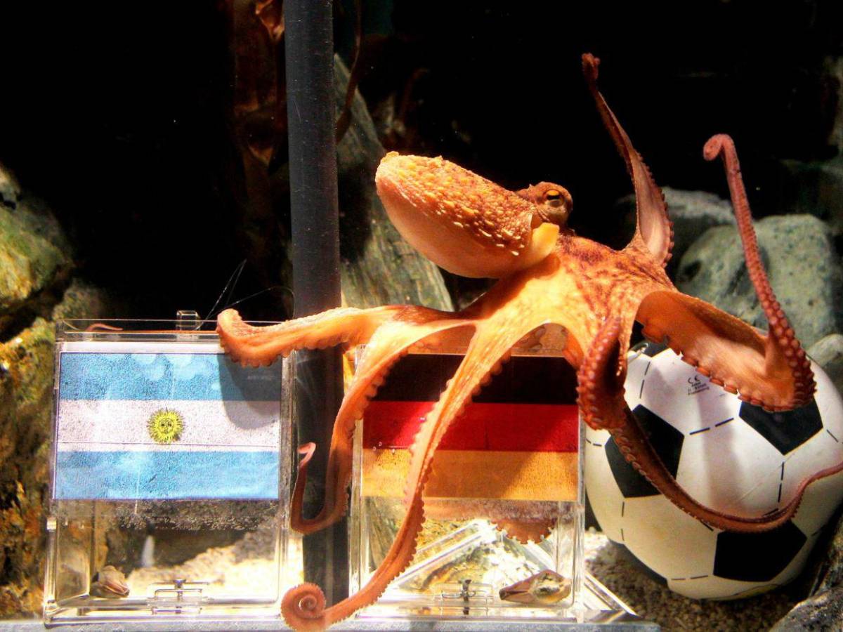 De los pulpos a los algoritmos: la inteligencia artificial elige al campeón del Mundial 2026