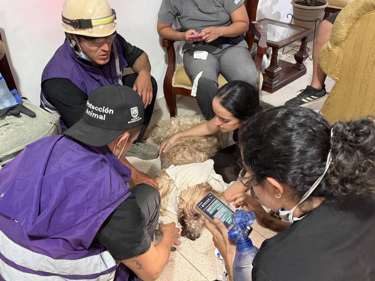 Antonio, el perro rescatado entre escombros da esperanza a una familia en Cali