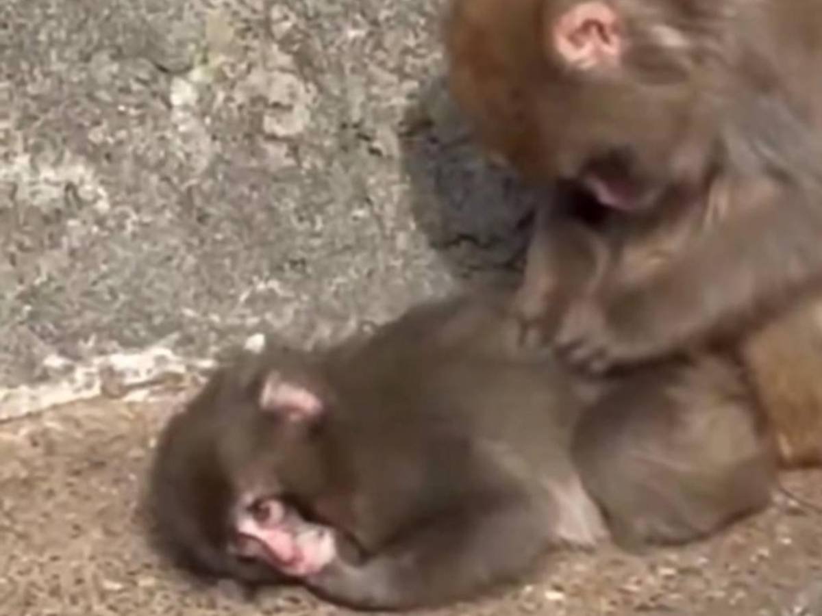 Punch, el mono del peluche, encuentra amigos y aceptación en su manada