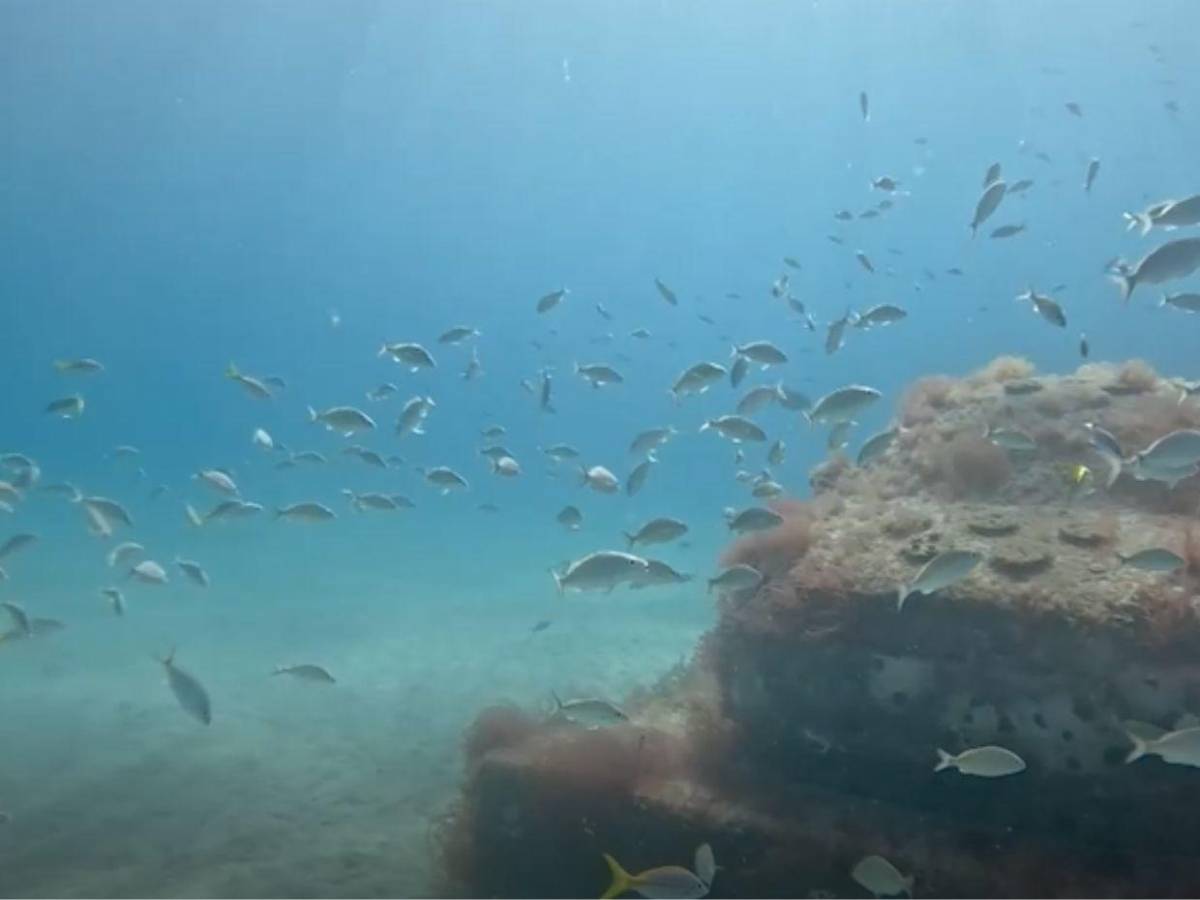 Autopista en la profundidad del mar: Miami Beach sumerge 'vehículos' para atraer fauna