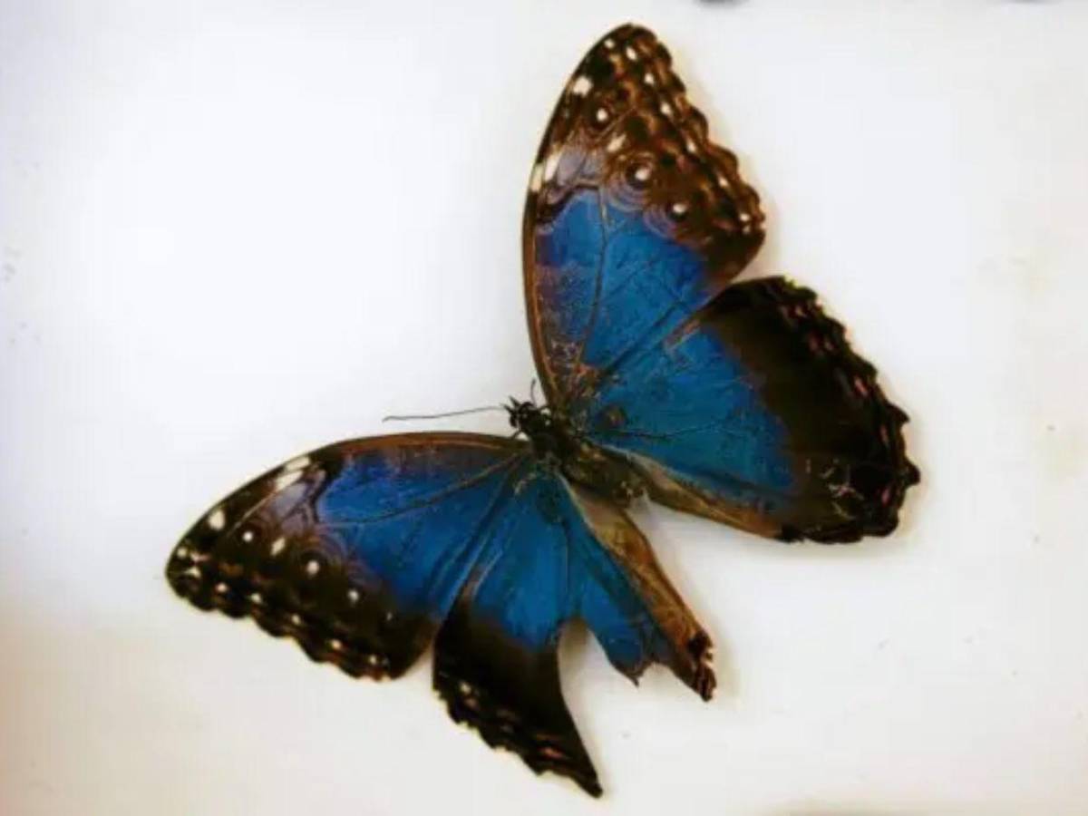 ¿Por qué invadieron mariposas el cielo de Tegucigalpa?