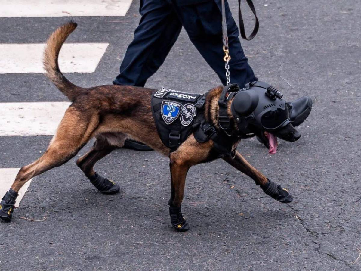FOTOS: Perros robot sorprenden durante desfile de Independencia en El Salvador