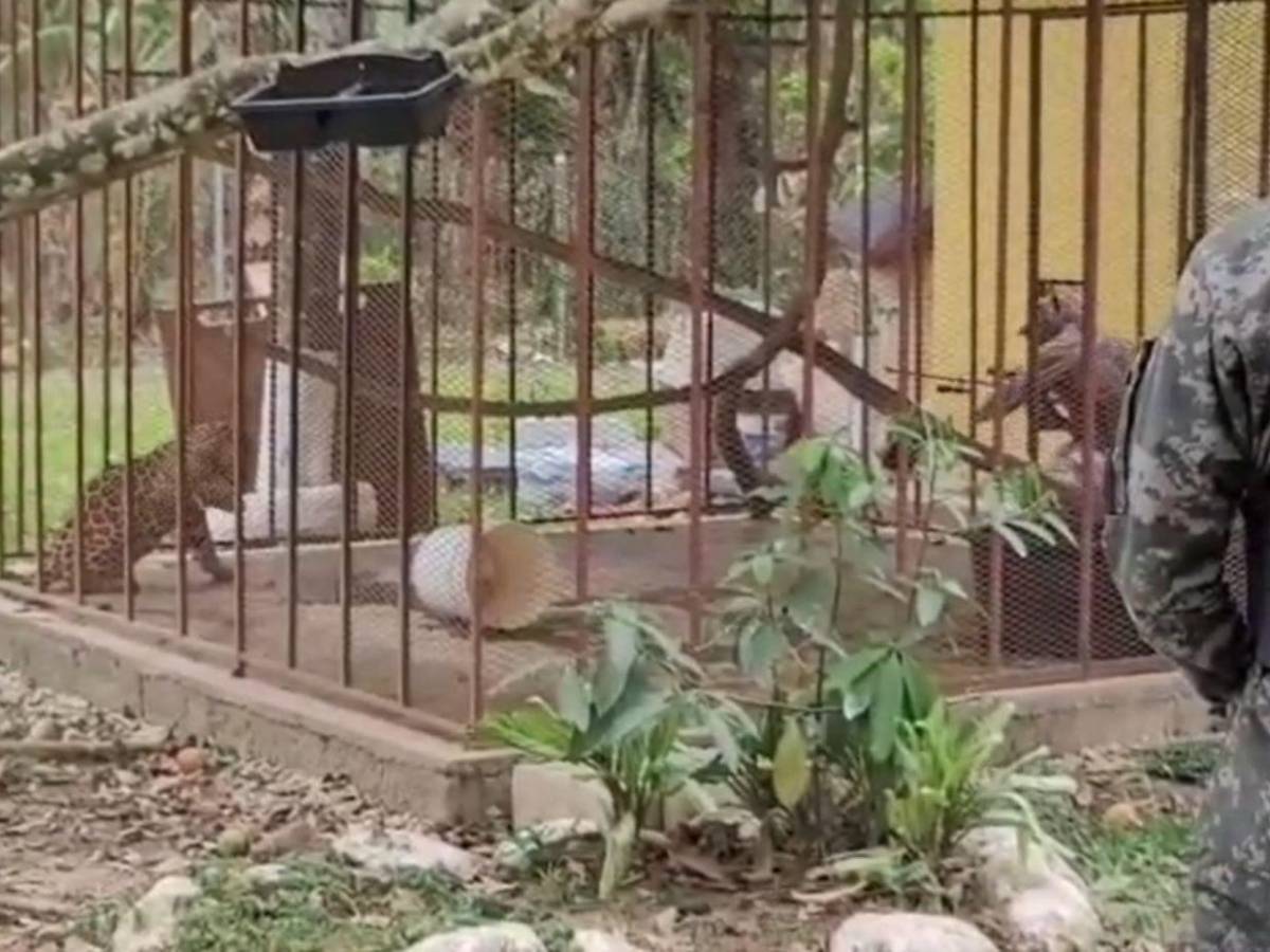 Así fue el rescate de jaguar y otras especies exóticas en cautiverio en Olancho