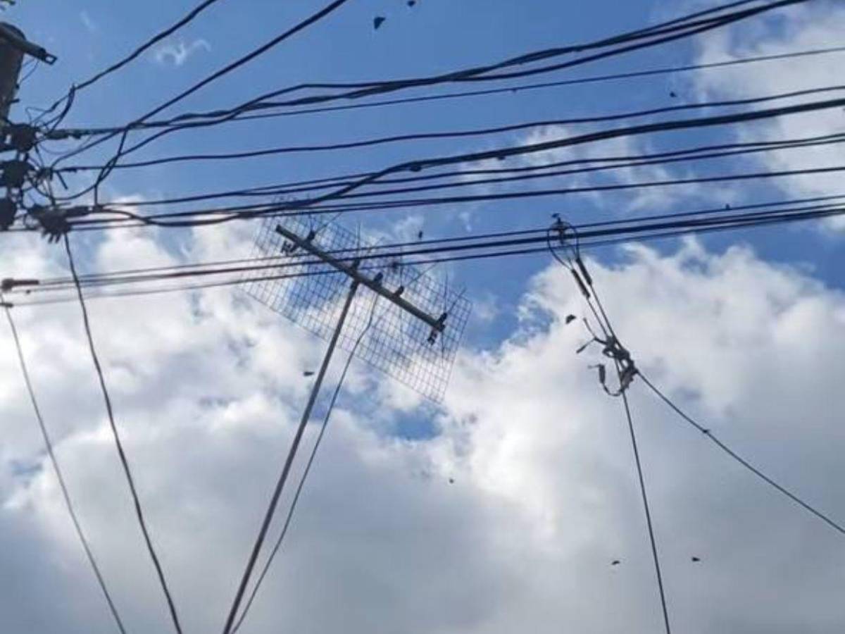 ¿Por qué invadieron mariposas el cielo de Tegucigalpa?