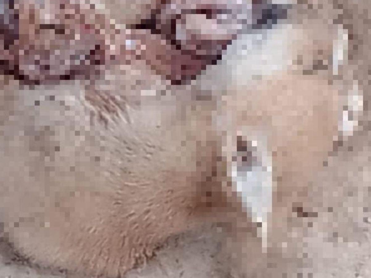 Les sacó los órganos: capturan a hombre en Comayagua mientras mataba a tres perros