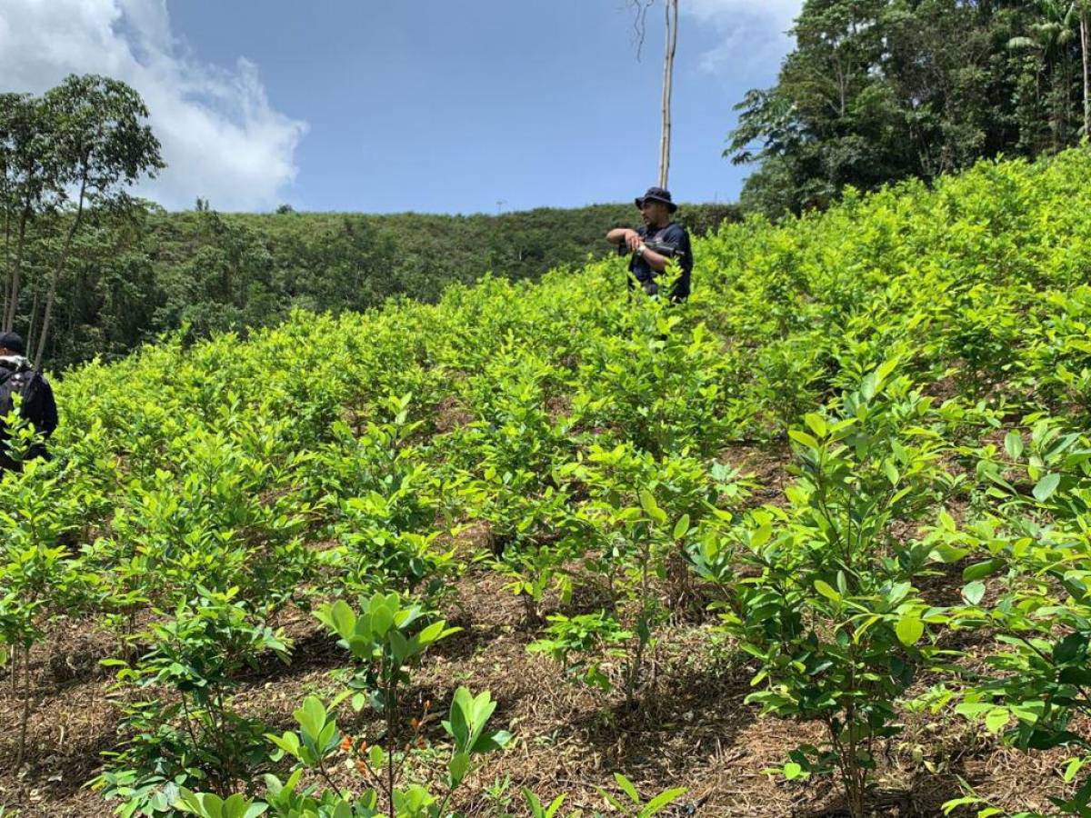 Aseguran en Patuca la más grande plantación de cocaína en la historia de Centroamérica