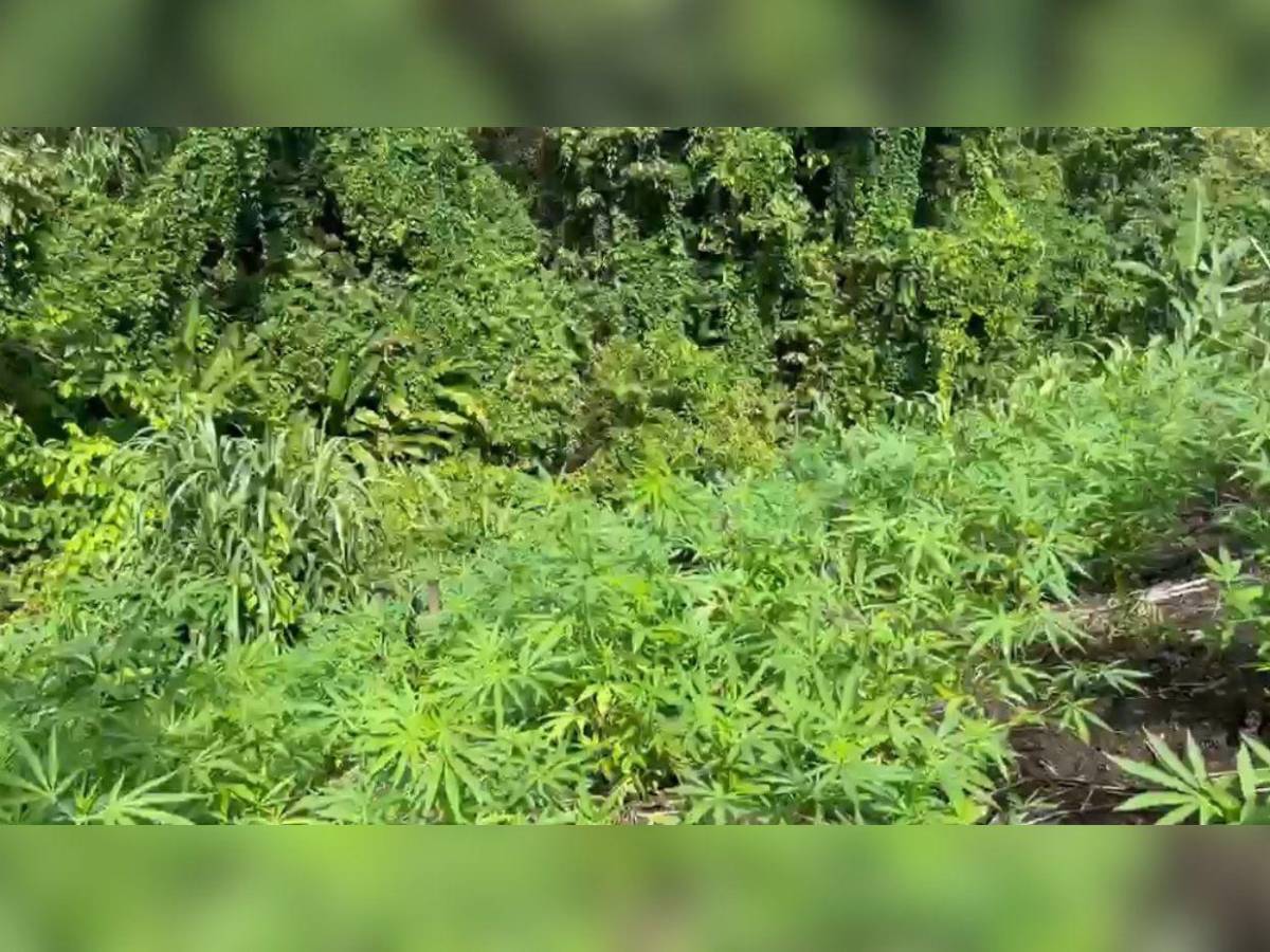 En fotos: así fue el aseguramiento de dos plantaciones de supuesta marihuana en Colón