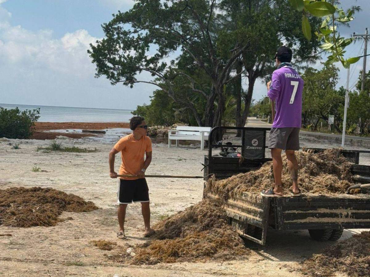 EN FOTOS: sargazo invade playas de Utila; autoridades activan plan de limpieza