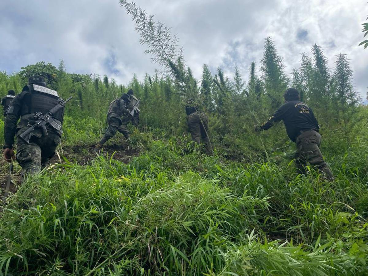 Incineran más de 13 mil plantas de marihuana en Tocoa, Colón