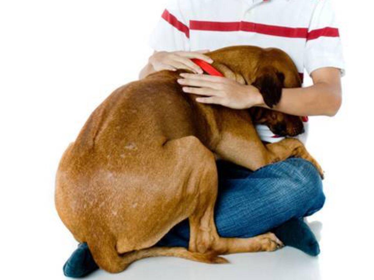 ¡Ellos también son familia! Esta protección necesita tu mascota en las fiestas de fin de año ¡Ellos también son familia! Esta protección necesita tu mascota en las fiestas de fin de año