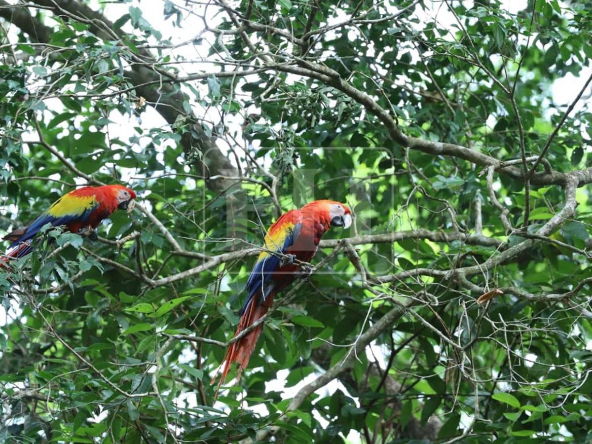 Siete Ara macaos más vuelan libres en cuenca del Río Cangrejal