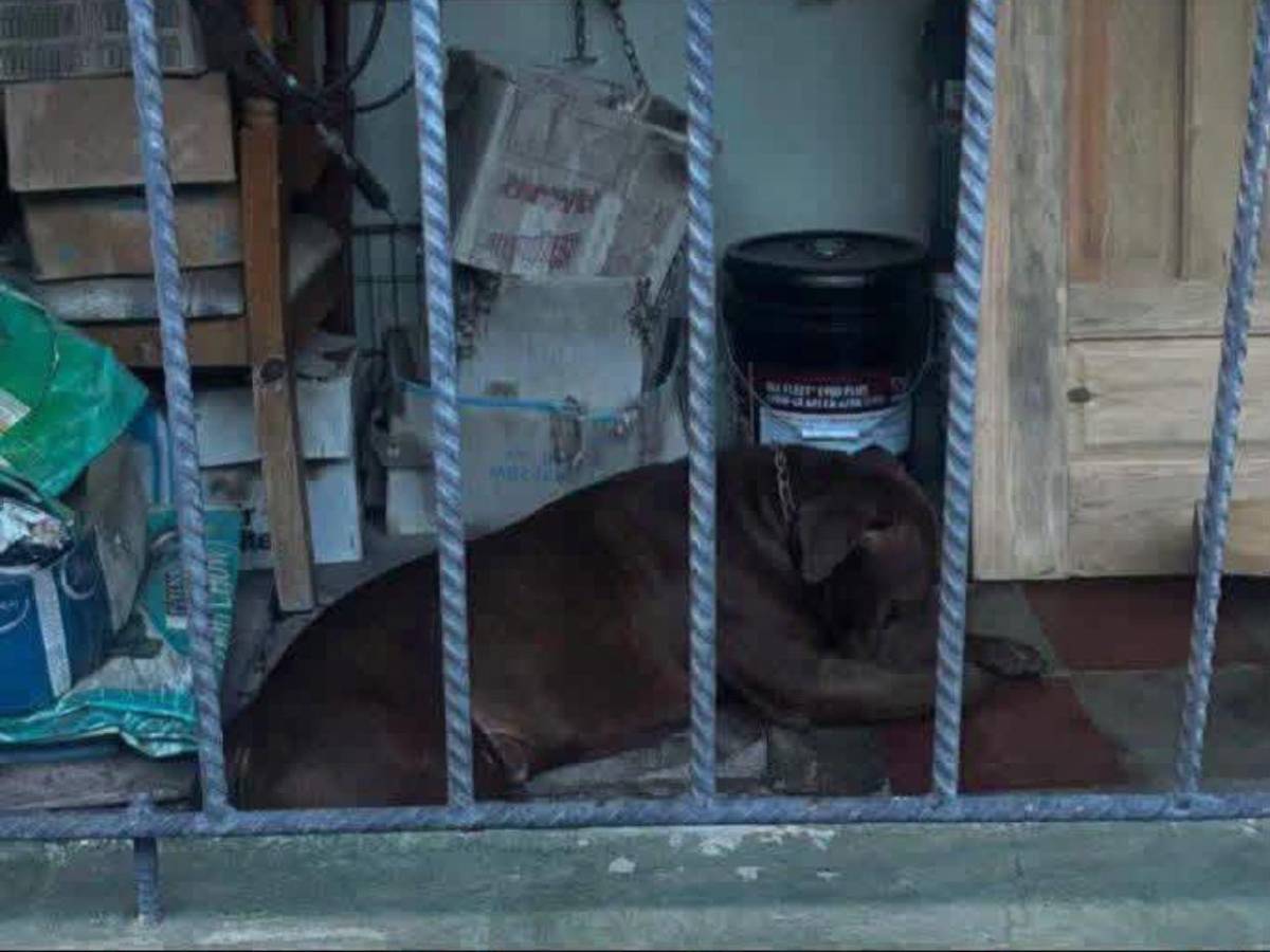 ¡No será sacrificado! Zeus, pitbull que mató a su dueño, irá a un refugio