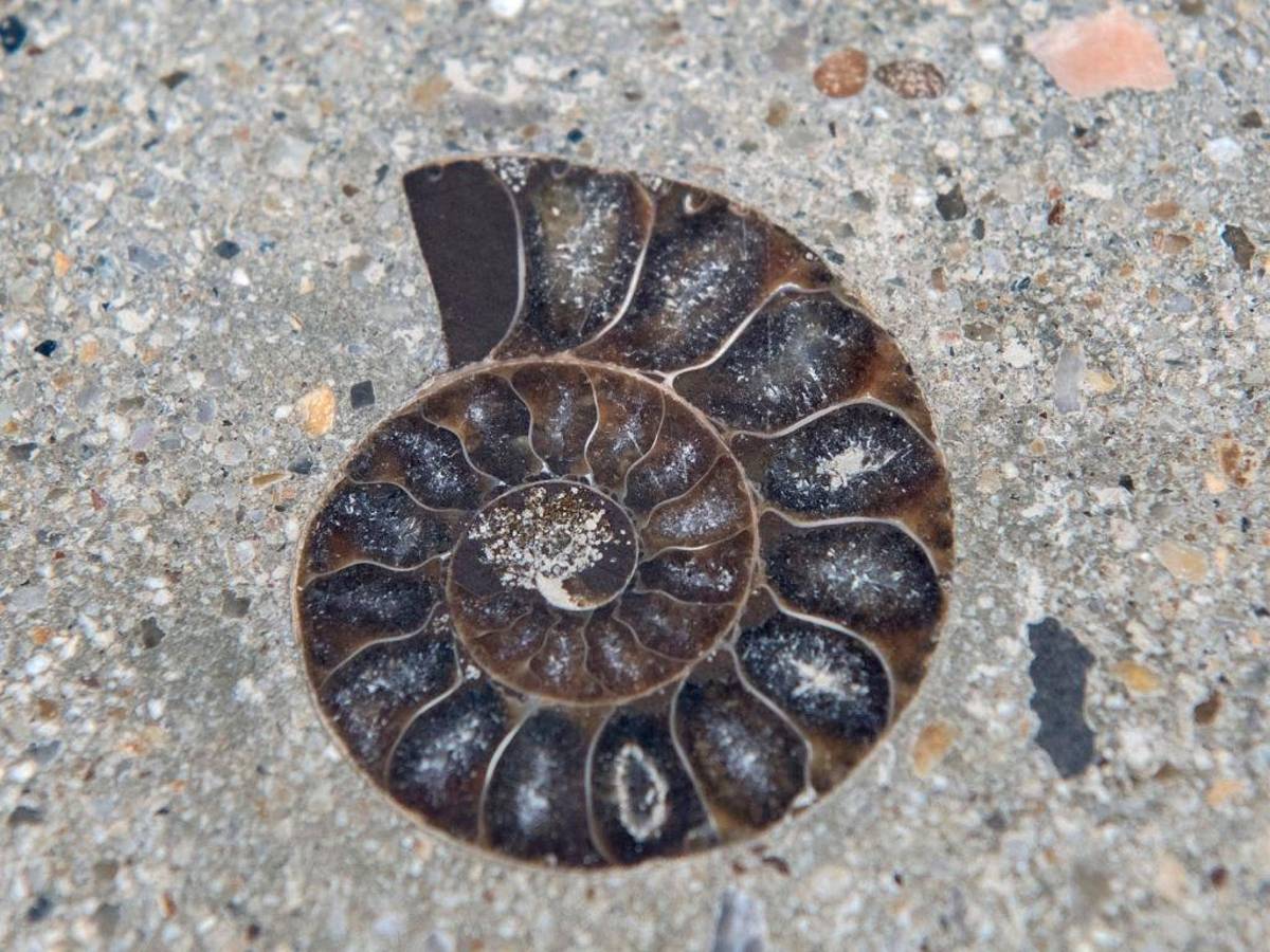 Descubren fósiles de moluscos de era de los dinosaurios en el centro de Bangkok