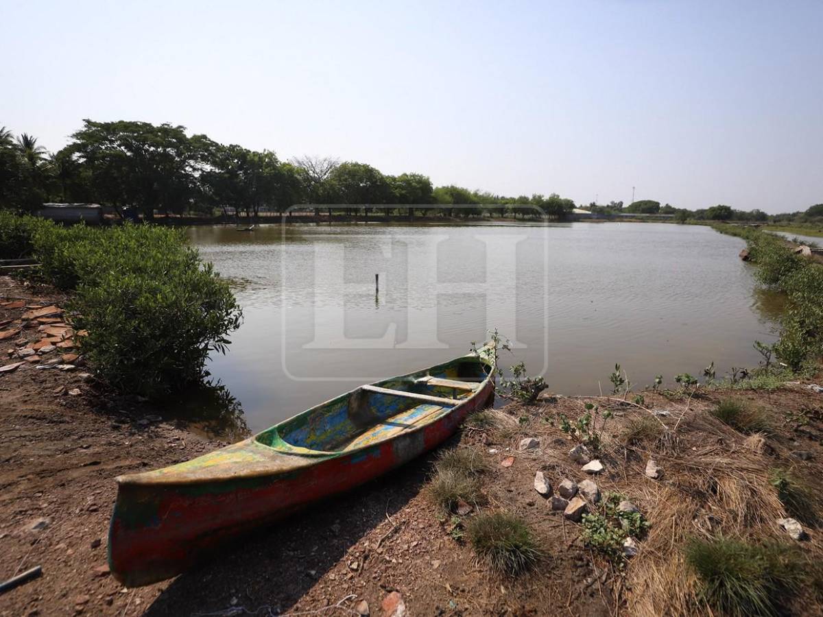 Sin trabajo, sin futuro: crisis en camaroneras golpea a familias en el sur de Honduras