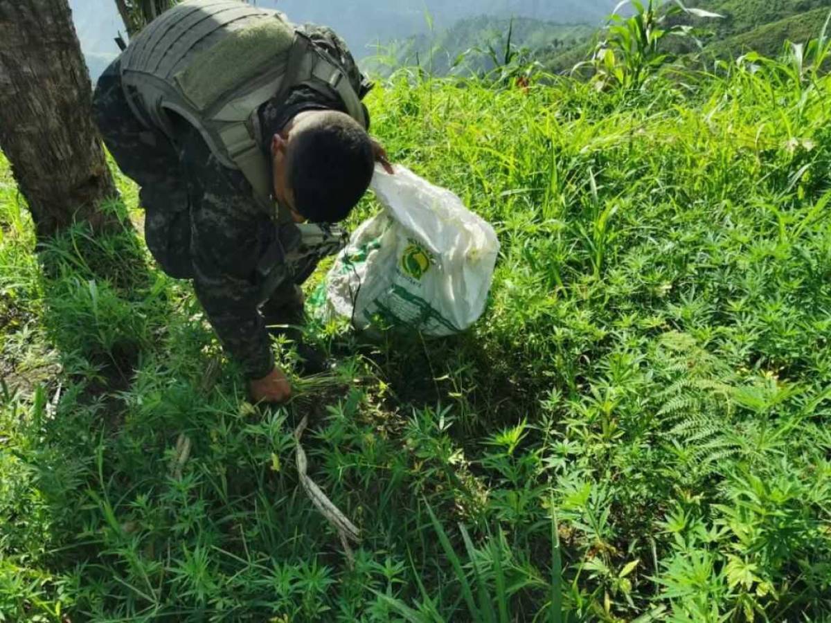 Aseguran dos manzanas de cultivo de marihuana en Tocoa, Colón