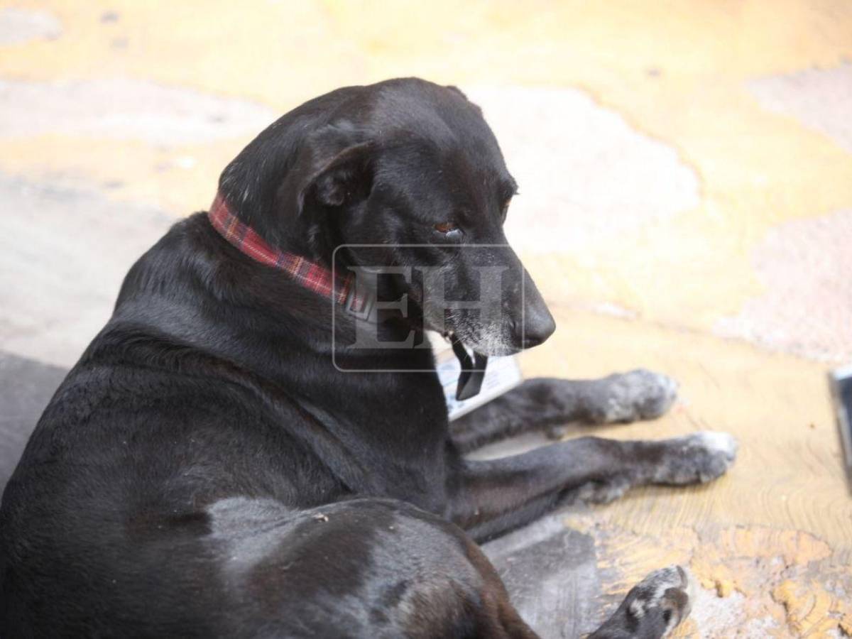 Binomios caninos forman parte del blindaje del Congreso Nacional