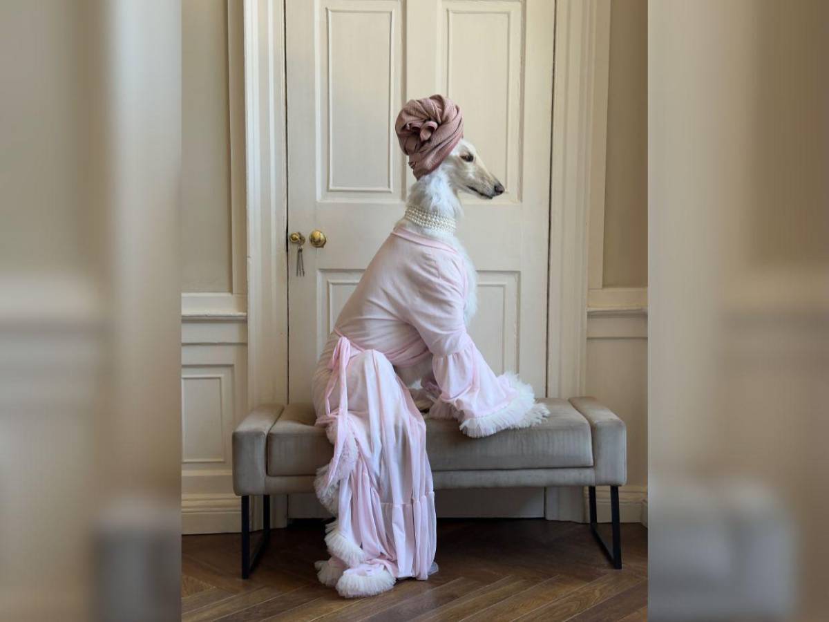 Samantha, la galga afgana que conquista las redes con su glamour de modelo
