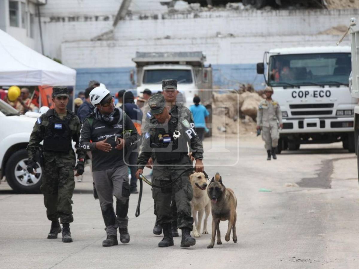 Togo y Mago, héroes que guiaron la búsqueda de víctimas entre el dolor y la esperanza