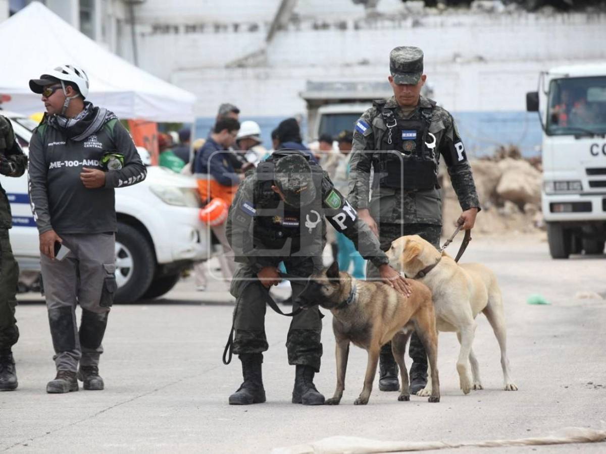 Togo y Mago, héroes que guiaron la búsqueda de víctimas entre el dolor y la esperanza