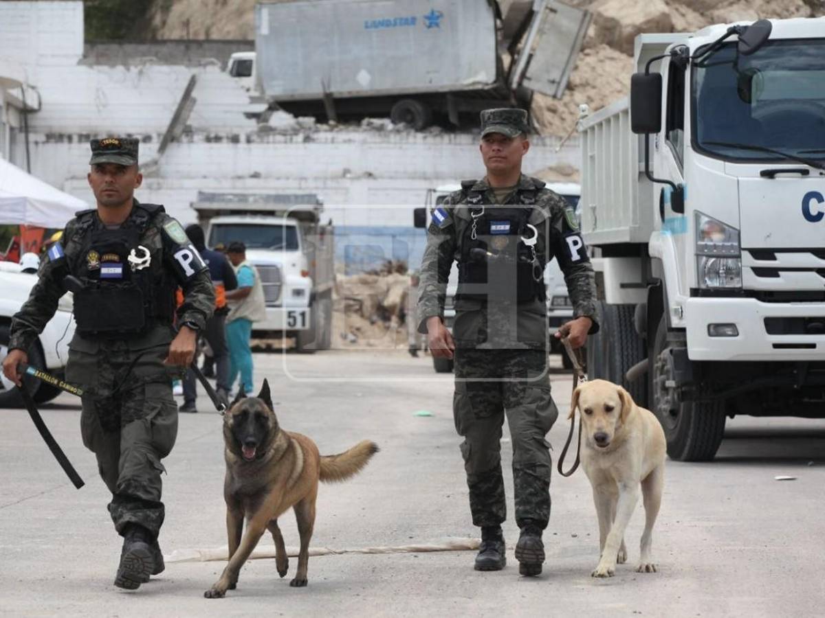 Togo y Mago, héroes que guiaron la búsqueda de víctimas entre el dolor y la esperanza