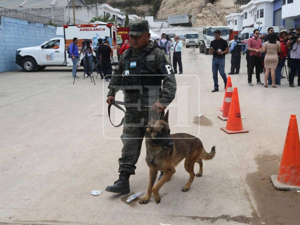 Togo y Mago, héroes que guiaron la búsqueda de víctimas entre el dolor y la esperanza